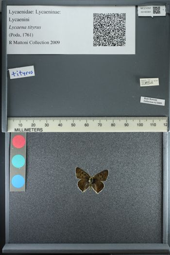 Media type: image;   Entomology 183361